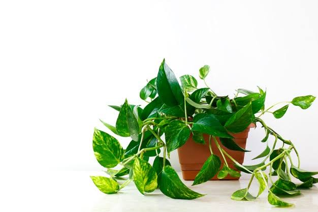 Pothos Yellow Leaves – 6 Reasons Behind This Indoor Plant’s Demise